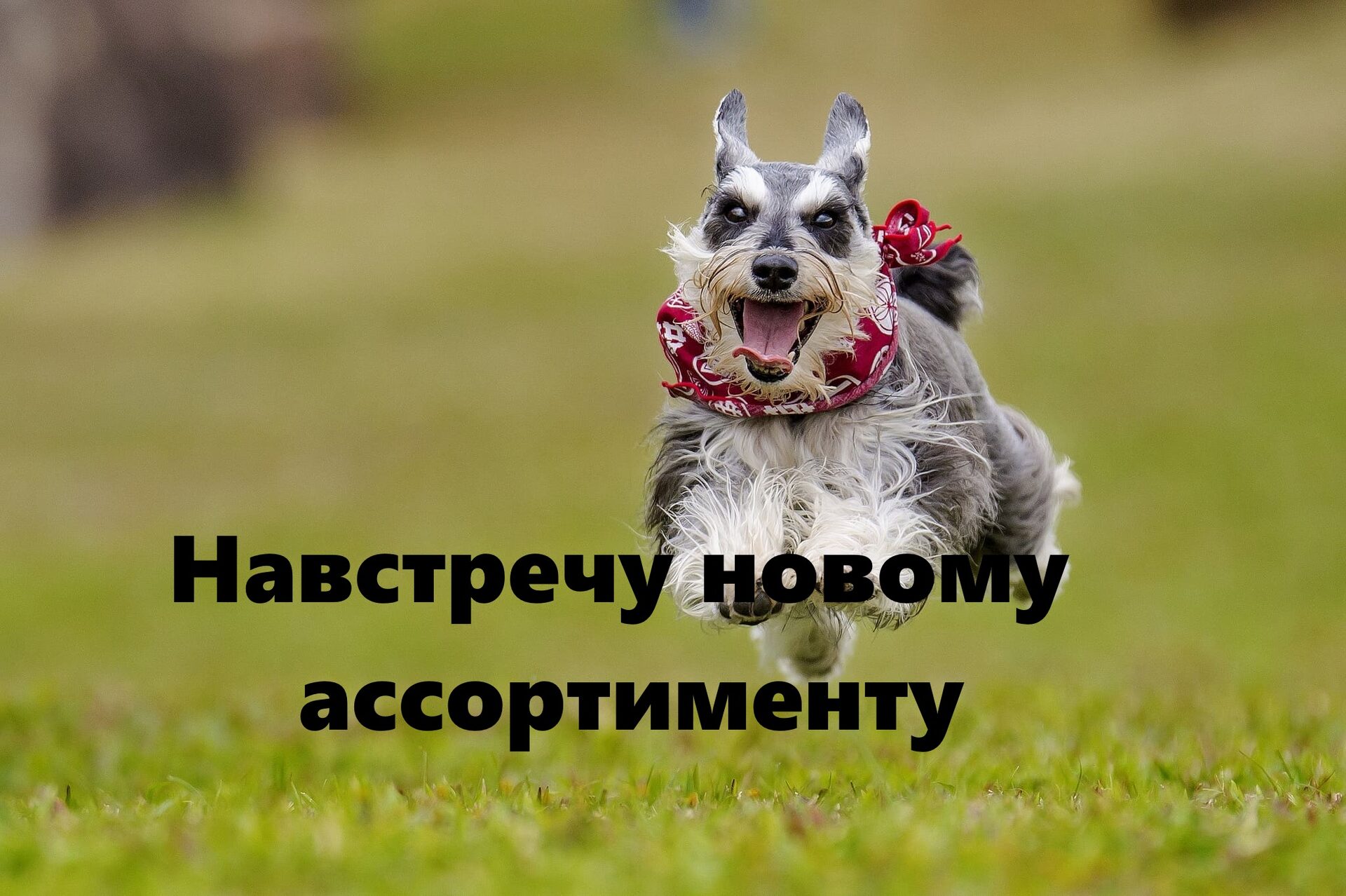 Большой выбор от Dali compressors